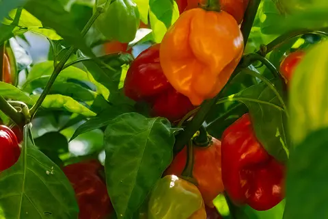 Detail-Ansicht von Capsicum-Schoten