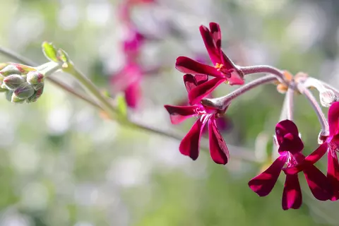 Detail-Ansicht von Pelargonium-Blüten