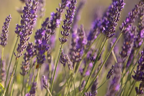 Detail-Ansicht von Lavendel-Blüten