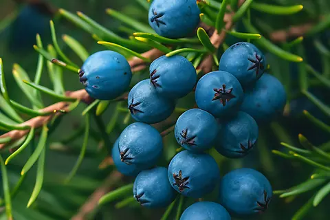 Detail-Ansicht von Wacholderbeeren