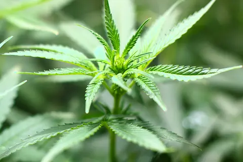 Detail-Ansicht von Cannabis-Blättern