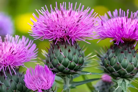 Detail-Ansicht von Silymarin-Blüten