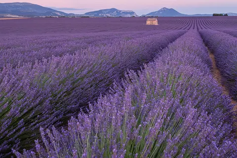 Lavendelfeld in der Provence
