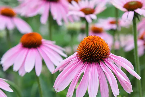 Detail-Aufnahme von Echinacea-Blüten