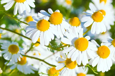 Detail-Aufnahme von Kamillen-Blüten