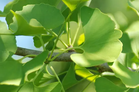 Detail-Ansicht von Ginkgo-Blättern