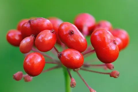 Detail-Ansicht von Ginseng-Früchten
