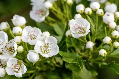 Detail-Aufnahme von Weißdorn-Blüten