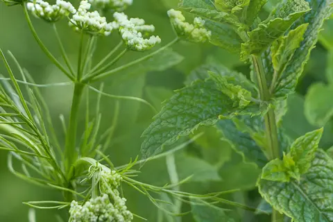Bildkomposition aus Detailaufnahmen von Kümmelblüten und Pfefferminzblättern