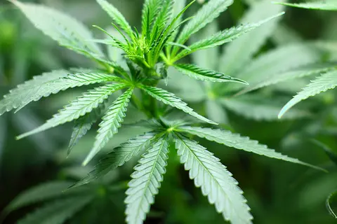 Detail-Ansicht von Cannabisblättern