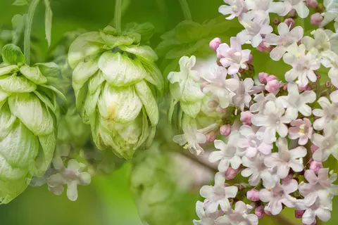 Bildkomposition aus Detailaufnahmen von Hopfenblüten und Baldrianblättern