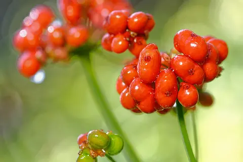 Detail-Ansicht von Ginseng-Früchten