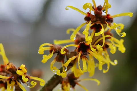 Detail-Ansicht von Hamamelis-Blüten