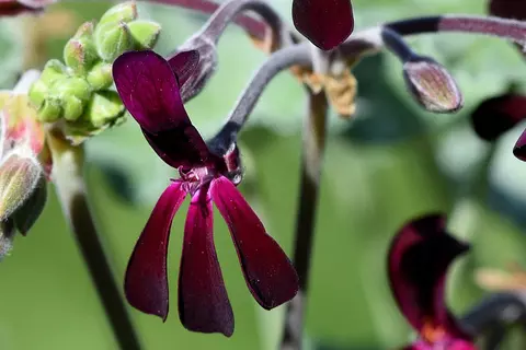 Detail-Ansicht von Pelargonium-Blüten