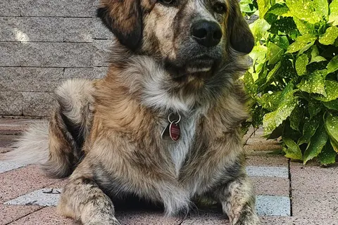 Ein Hund liegt entspannt auf einer Terrasse