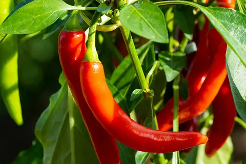 Detail-Ansicht von Capsicum-Schoten