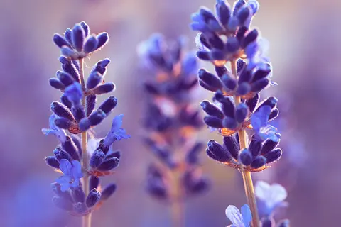 Detail-Ansicht von Lavendel-Blüten