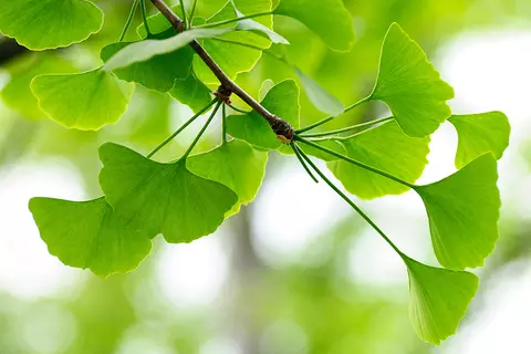 Detail-Ansicht von Ginkgo-Blättern
