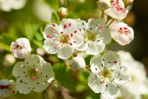 Detail-Ansicht von Crataegus-Blüten