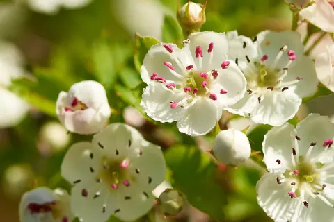 Detail-Ansicht von Crataegus-Blüten Detail-Ansicht von Knoblauch-Knollen