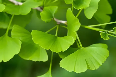 Detail-Ansicht von Ginkgo-Blättern