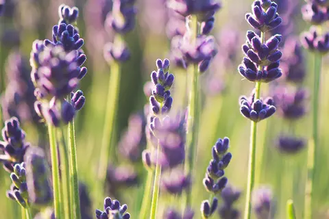 Detail-Ansicht von Lavendel-Blüten