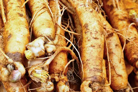 Detail-Ansicht von Ginseng-Wurzeln