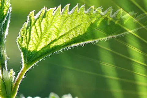 Bildkomposition aus Detailaufnahmen von Sägepalme und Brennnessel
