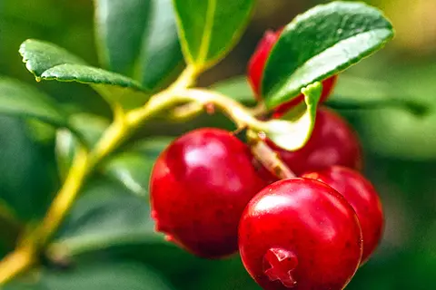 Detail-Ansicht von einem Cranberry-Strauch