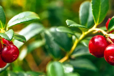 Detail-Ansicht von einem Cranberry-Strauch