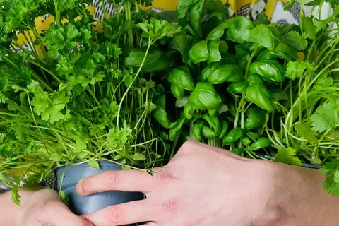 Eine Frau hält einen großen Strauß frischer Kräuter im Arm
