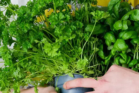 Eine Frau hält einen großen Strauß frischer Kräuter im Arm