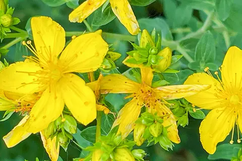 Detail-Ansicht von Johanniskraut-Blüten