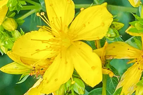 Detail-Ansicht von Johanniskraut-Blüten