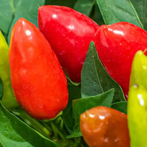 Detail-Ansicht von Capsicum-Schoten