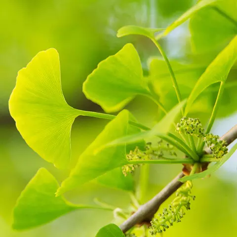  Detail-Ansicht von Ginkgoblättern