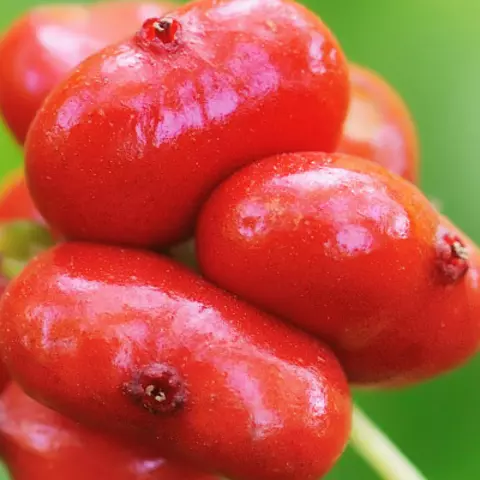 Detail-Ansicht von Ginseng-Früchten