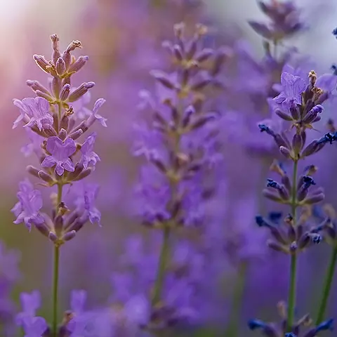 Detail-Ansicht von Lavendel-Blüten