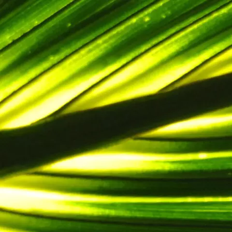 Detail-Ansicht eines Sabal-Blattes