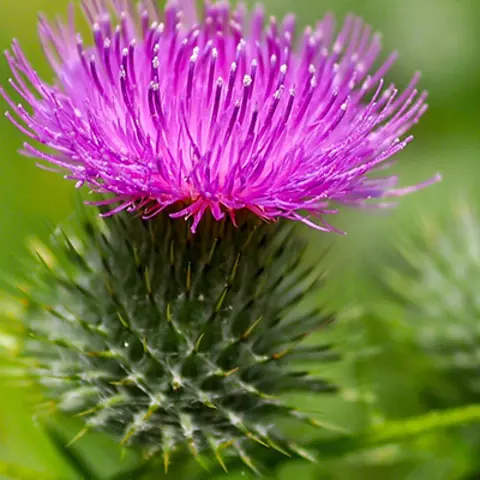 Detail-Ansicht einer Mariendistel-Blüte