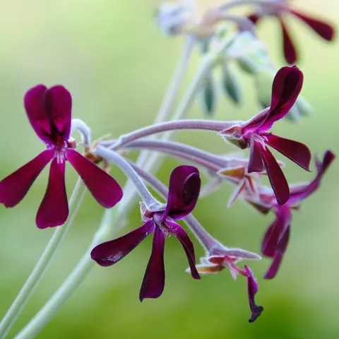 Detail-Ansicht von Pellargonium-Blüten