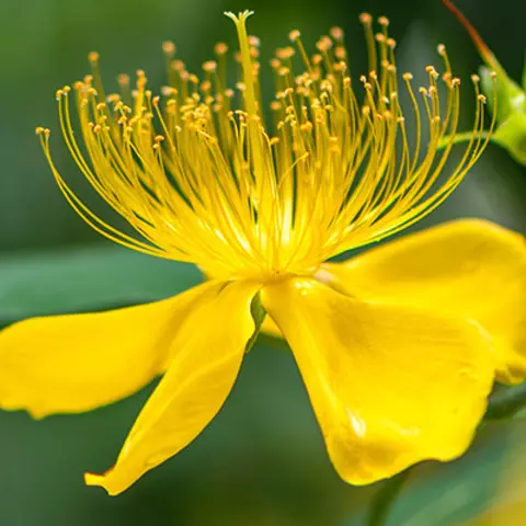 Detail-Ansicht einer Johanniskraut-Blüte