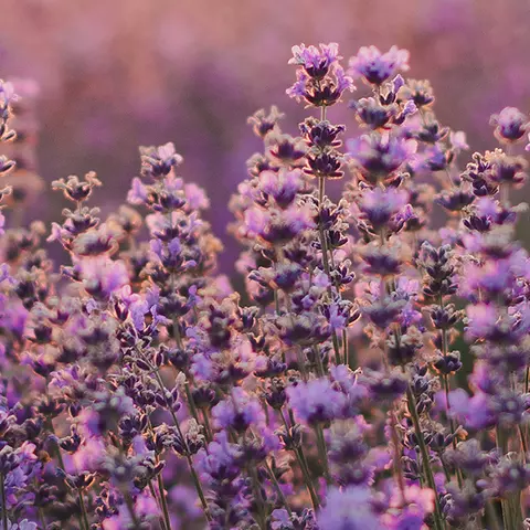 Detail-Ansicht eines blühenden Lavendel-Feldes