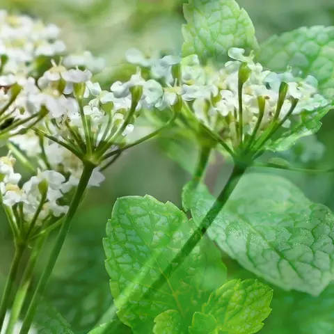 Detail-Ansicht Blüten und Blätter von Kümmel und Minze
