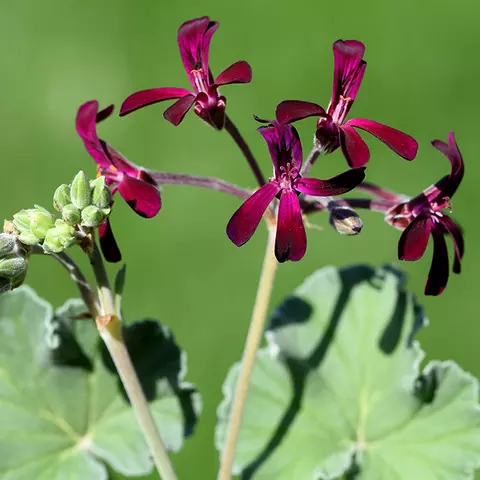 Nahaufnahme von Pellargonium-Blüten