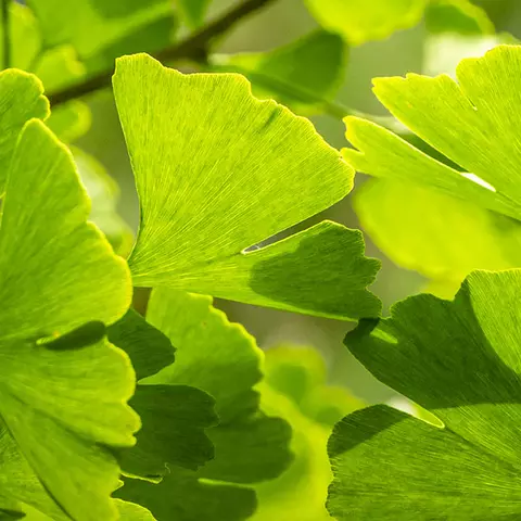 Detail-Ansicht von Ginkgoblättern