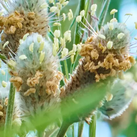  Detail-Ansicht von Flohsamen-Blüten