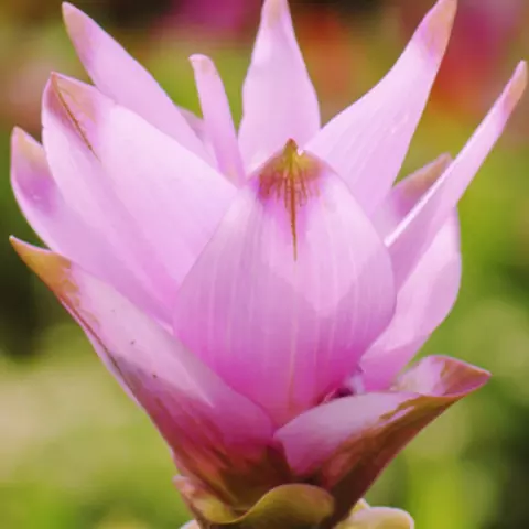 Detail-Ansicht von Curcuma-Blüten