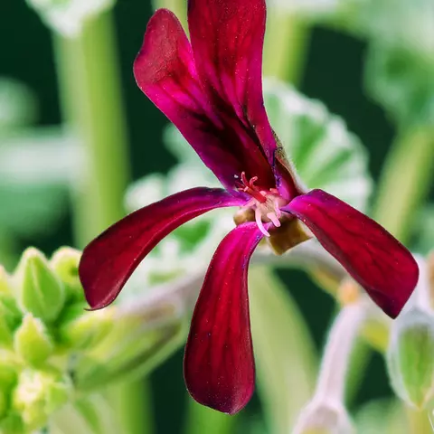 Detail-Ansicht von Pellargonium-Blüten