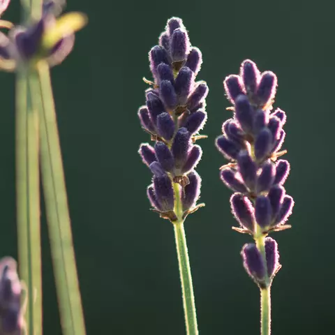 Detail-Ansicht von Lavendel-Blüten